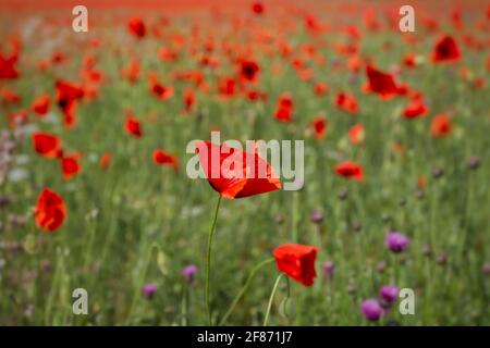 Schönes Mohn Feld in hellem Sonnenlicht. Frühlingsblumen Hintergrund, Vollformat, flache Schärfentiefe. Feld der wilden Blumen. Das Konzept des heißen Mai Stockfoto