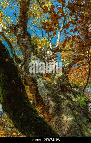 Ansicht von unten eines Ahornbaums mit sonnenbeschienenen Herbstblättern. Abruzzen, Italien, Europa Stockfoto