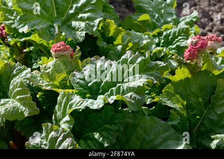 Rheum x Hybridum Timperley früh reifer Rhabarber Stockfoto