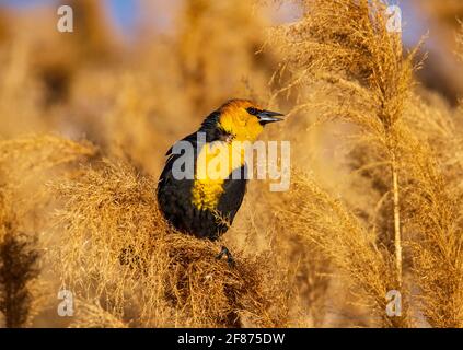 Ein Gelbkopf-Amsel (Xanthocephalus xanthocephalus) singt sein Frühlingslied unter den Phragmiten-Pflanzen am Bear River Zugvogelschutzgebiet UT. Stockfoto