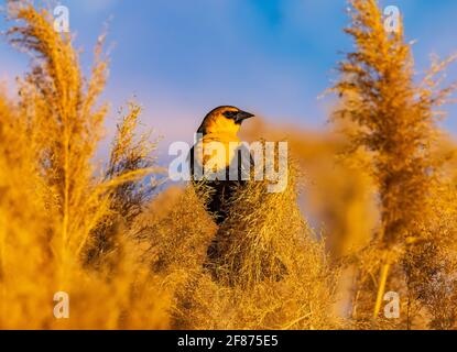 Ein Gelbkopf-Amsel (Xanthocephalus xanthocephalus) steht unter den Phragmiten-Pflanzen am Bear River Zugvogelschutzgebiet, Utah, USA. Stockfoto