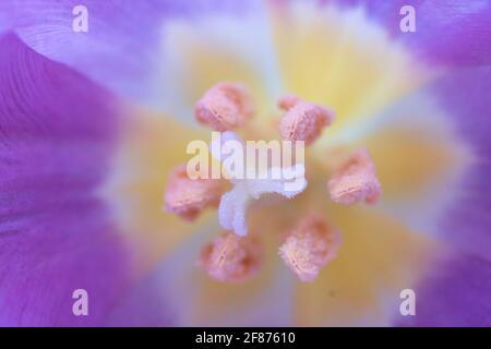Makrofoto in einer violetten und gelben Tulpe mit Stempel und Staubgefäßen. Enge Schärfentiefe Stockfoto