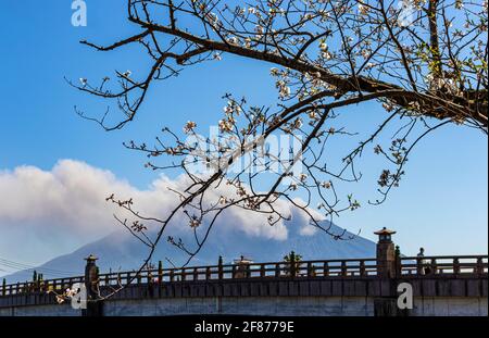 Sakura blüht vor dem Hintergrund eines aschespeienden Vulkans, Sakurajima, auch als Kirschblüte bezeichnet. Stockfoto