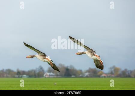 Nahaufnahme von zwei isoliert fliegenden Graugänsen, Anser anser, im Segelflug mit schönen leuchtend orangefarbenen Schnabel und Beinen vor verschwommenem Hintergrund wi Stockfoto