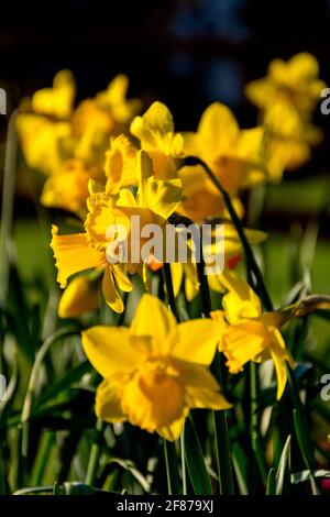 Narzissen blühen. Narcissus ist eine Gattung überwiegend frühlingsblühender, mehrjähriger Pflanzen der Familie der Amaryllis, Amaryllidaceae. Stockfoto