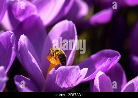 Erste Frühling lila Krokus Blüten. Bienen bestäuben auf lila Krokusblüten Nahaufnahme Stockfoto