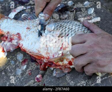 Die Hände eines Fischers reinigen frisch gefangenen Flussfisch aus den Karpfenschuppen unter Feldbedingungen. Stockfoto