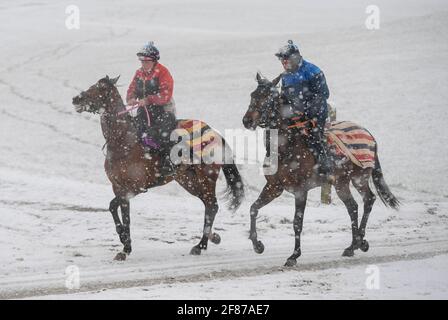 Epsom Downs, Großbritannien. April 2021. Rennpferde von Jim Boyles Hof in Epsom Zug im Schnee auf Epsom Downs. Quelle: Nigel Bramley/Alamy Live News Stockfoto