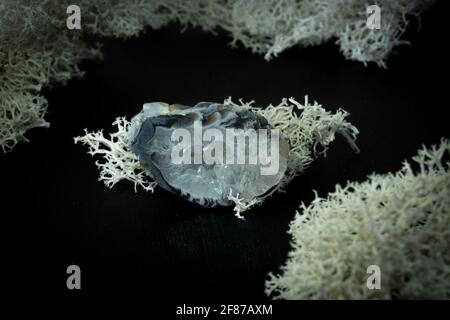 Chalcedongeode aus Brasilien. Natürlicher Mineralstein auf schwarzem Hintergrund, umgeben von Moos. Mineralogie, Geologie, Magie, Halbedelsteine und Stockfoto