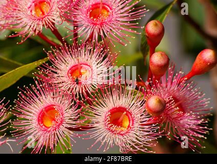 Rosa, australische blühende Gummibaumblüte und Knospen, Corymbia ficifolia, im Privatgarten, Queensland, Australien.Rosa, weiße und gelbe Blüten. Stockfoto