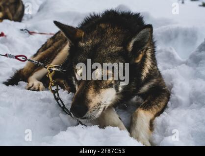 Schlafender alaskischer Schlittenhund, der im Schnee ruht. Stockfoto