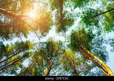 Waldbäume, Waldbaumplatten auf dem Hintergrund des blauen Himmels, sonnigen Sommerwaldes Stockfoto