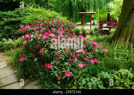 Erstaunliche Azaleen Sträucher in Blüte im japanischen Garten in Leverkusen und ! Idyllisch mitten im Mai in Nordrhein-Westfalen! Stockfoto