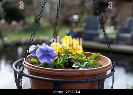 Wolmirstedt, Deutschland. April 2021. Stiefmütterchen blühen in einer Pflanzschale. Quelle: Stephan Schulz/dpa-Zentralbild/ZB/dpa/Alamy Live News Stockfoto
