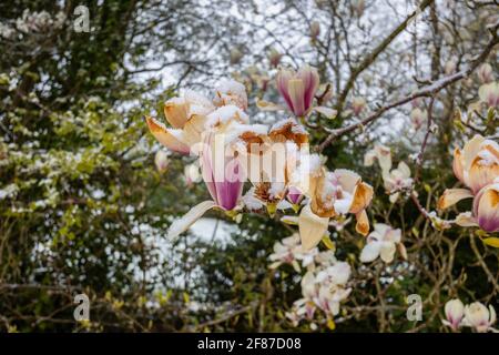 Magnolien: Braune Magnolienblüten sterben in einem Garten in Surrey, Südostengland, nach unsaisonalem Frost Ende April, Schnee und niedrigen Temperaturen Stockfoto