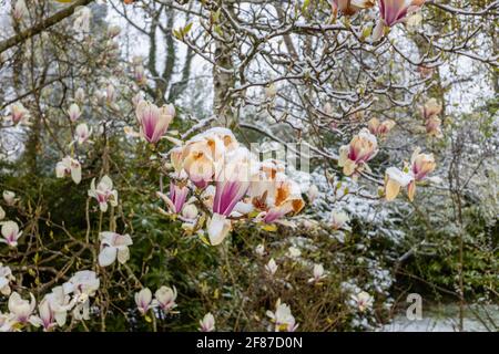 Magnolien: Braune Magnolienblüten sterben in einem Garten in Surrey, Südostengland, nach unsaisonalem Frost Ende April, Schnee und niedrigen Temperaturen Stockfoto