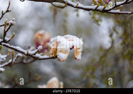 Magnolien: Braune Magnolienblüten sterben in einem Garten in Surrey, Südostengland, nach unsaisonalem Frost Ende April, Schnee und niedrigen Temperaturen Stockfoto