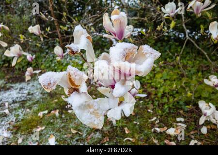 Magnolien: Braune Magnolienblüten sterben in einem Garten in Surrey, Südostengland, nach unsaisonalem Frost Ende April, Schnee und niedrigen Temperaturen Stockfoto