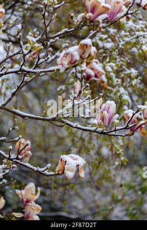 Magnolien: Braune Magnolienblüten sterben in einem Garten in Surrey, Südostengland, nach unsaisonalem Frost Ende April, Schnee und niedrigen Temperaturen Stockfoto