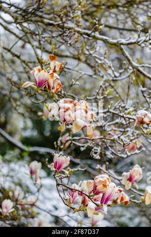 Magnolien: Braune Magnolienblüten sterben in einem Garten in Surrey, Südostengland, nach unsaisonalem Frost Ende April, Schnee und niedrigen Temperaturen Stockfoto