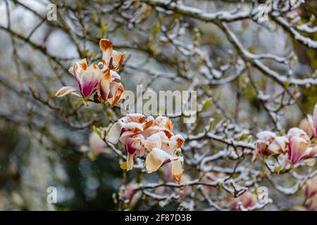 Magnolien: Braune Magnolienblüten sterben in einem Garten in Surrey, Südostengland, nach unsaisonalem Frost Ende April, Schnee und niedrigen Temperaturen Stockfoto