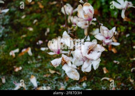 Magnolien: Braune Magnolienblüten sterben in einem Garten in Surrey, Südostengland, nach unsaisonalem Frost Ende April, Schnee und niedrigen Temperaturen Stockfoto