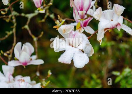 Magnolien: Braune Magnolienblüten sterben in einem Garten in Surrey, Südostengland, nach unsaisonalem Frost Ende April, Schnee und niedrigen Temperaturen Stockfoto