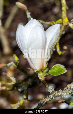 Magnolia Kobus 'Norman Gould' eine frühlingsblühende Baum-Strauchpflanze mit weißer Frühlingsblumenblüte, Stockfoto Stockfoto