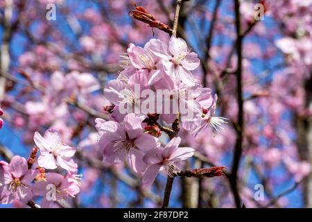 Prunus sargentii eine frühlingsblühende Kirschbaumpflanze mit rosa Blütenblüten in der Frühjahrssaison, die allgemein als Sargent-Kirsche bekannt ist Stockfoto