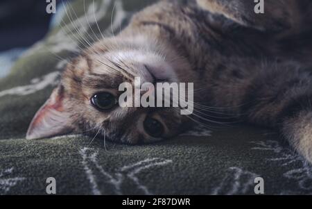 Die Katze ruht in ihrer Decke. Stockfoto