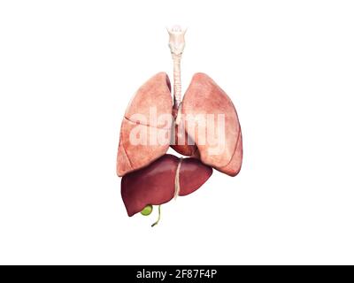 3D-Darstellung von Herz, Lunge, Leber, Gallenblase, Anatomie menschlicher Organe Stockfoto