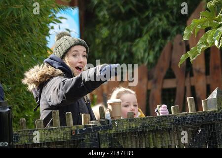 London, Großbritannien. April 2021. Eine Frau freute sich über den Eintritt der Gorillas in das Gehege. Besucher spazieren durch den Zoo am Tag der Wiedereröffnung des ZSL London Zoo, dem ersten Tag, an dem der Zoo seit dem 4. Januar 2021 für die Öffentlichkeit zugänglich ist. Die britische Regierung hat die Beschränkungen von Covid-19 in England gelockert, die es nicht unbedingt notwendigen Geschäften, Zoos und Safariparks ermöglichen, ab dem 12. April 2021 wieder für die Öffentlichkeit zugänglich zu machen. Stockfoto