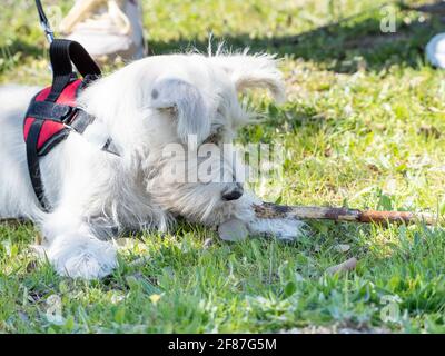 Der weiße Schnauzer Welpe schaut genau auf eine Ameise am Boden. Stockfoto