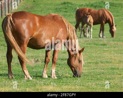 Zwei seltene Suffolk Punch Pferde und ein Fohlen grasen auf einer Sommerwiese. Stockfoto