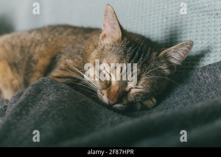 Ein gestreiftes, gestromte Kätzchen schläft auf seiner Decke. Seine Pfoten sind unter seinem Kinn. Nahaufnahme. Stockfoto