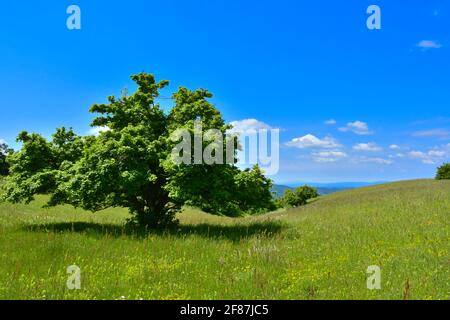 Frühlingslandschaft mit Baum auf grüner Wiese. Region Marken, Italien Stockfoto