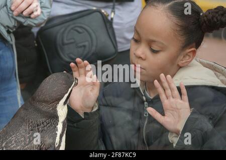 London, Großbritannien. 12.. April 2021. Harley genießt die Pinguine im ZSL London Zoo am Eröffnungstag nach covid19 Einschränkungen. Stockfoto
