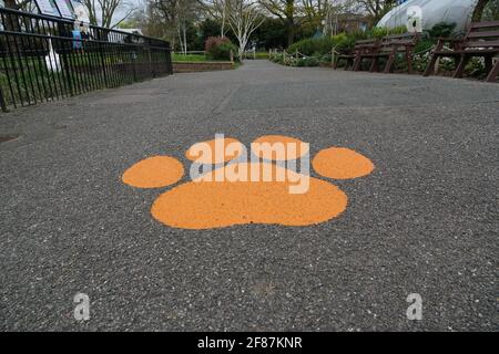 London, Großbritannien. April 2021. Coronavirus-Vorsichtsmaßnahmen sind vorhanden, einschließlich farbcodierter Einbahnstraßen, Hygieneroutinen und sozialer Distanzierung. Der ZSL London Zoo ist nach einer langen Stilllegungsfrist aufgrund der seit dem 4. Januar 2021 geltenden Beschränkungen für die Dauer von 19 Jahren wieder für die Öffentlichkeit zugänglich. Kredit: Bradley Taylor / Alamy Live Nachrichten Stockfoto