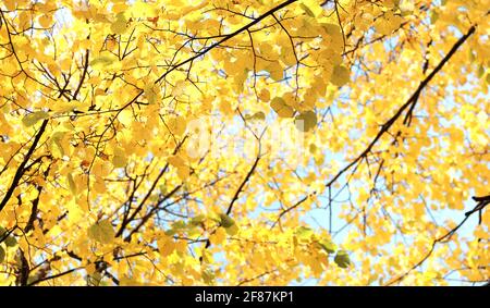 Ruhige Herbstsaison. Linden Blätter auf sonnigen schönen Natur Herbst Hintergrund. Horizontales Herbstbanner mit Lindenblatt in gelber Farbe. Speicherplatz kopieren Stockfoto