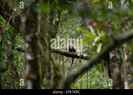 Ein buffygetuftes Marmoset (Callitrhix aurita) Von den atlantischen Regenwaldbergen im Südosten Brasiliens Stockfoto
