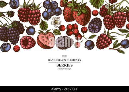 Farbige Elemente Design mit Erdbeere, Heidelbeere, rote Johannisbeere, Himbeere, Brombeere Stock Vektor