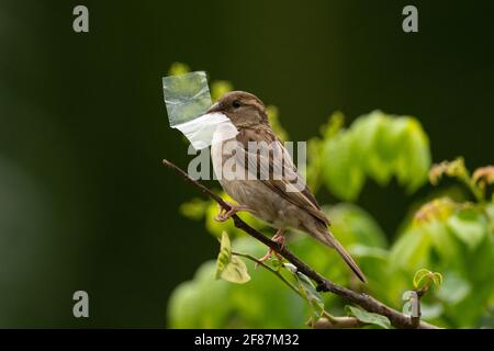 Ein Haussparrow, der ein Stück Plastik zum trägt Verschachteln Stockfoto