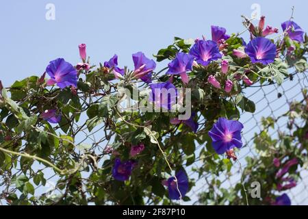 Blaue Blüten, die auf einem Drahtzaun mit blauem Himmel wachsen Stockfoto