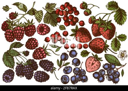 Vektor-Set von Hand gezeichneten farbigen Erdbeere, Heidelbeere, rote Johannisbeere, Himbeere, Brombeere Stock Vektor