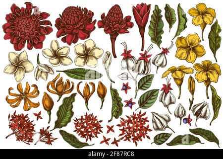 Vektor-Set von handgezeichneten farbigen Plumeria, allamanda, clerodendrum, champak, etlingera, ixora Stock Vektor