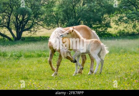 Zwei Haflingerpferde, Fohlen und einjähriges hengstfohlen, spielen zusammen und knabbern sich im Frühjahr auf einer grünen Wiese Stockfoto