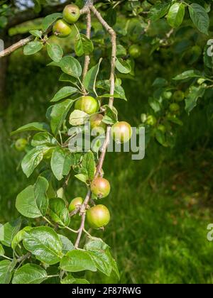 Wild Crab Apple oder European Crab Apple (Malus sylvestris) Obst auf dem Land, North Somerset, England. Stockfoto