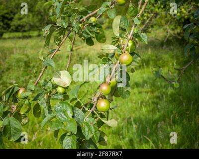 Wild Crab Apple oder European Crab Apple (Malus sylvestris) Obst auf dem Land, North Somerset, England. Stockfoto