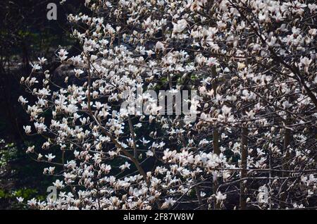 KIEW, UKRAINE - 10. APRIL 2021 - Magnolien blühen im Botanischen Garten Aleksandr Fomin, Kiew, der Hauptstadt der Ukraine. Stockfoto