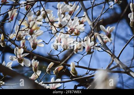 KIEW, UKRAINE - 10. APRIL 2021 - Magnolien blühen im Botanischen Garten Aleksandr Fomin, Kiew, der Hauptstadt der Ukraine. Stockfoto